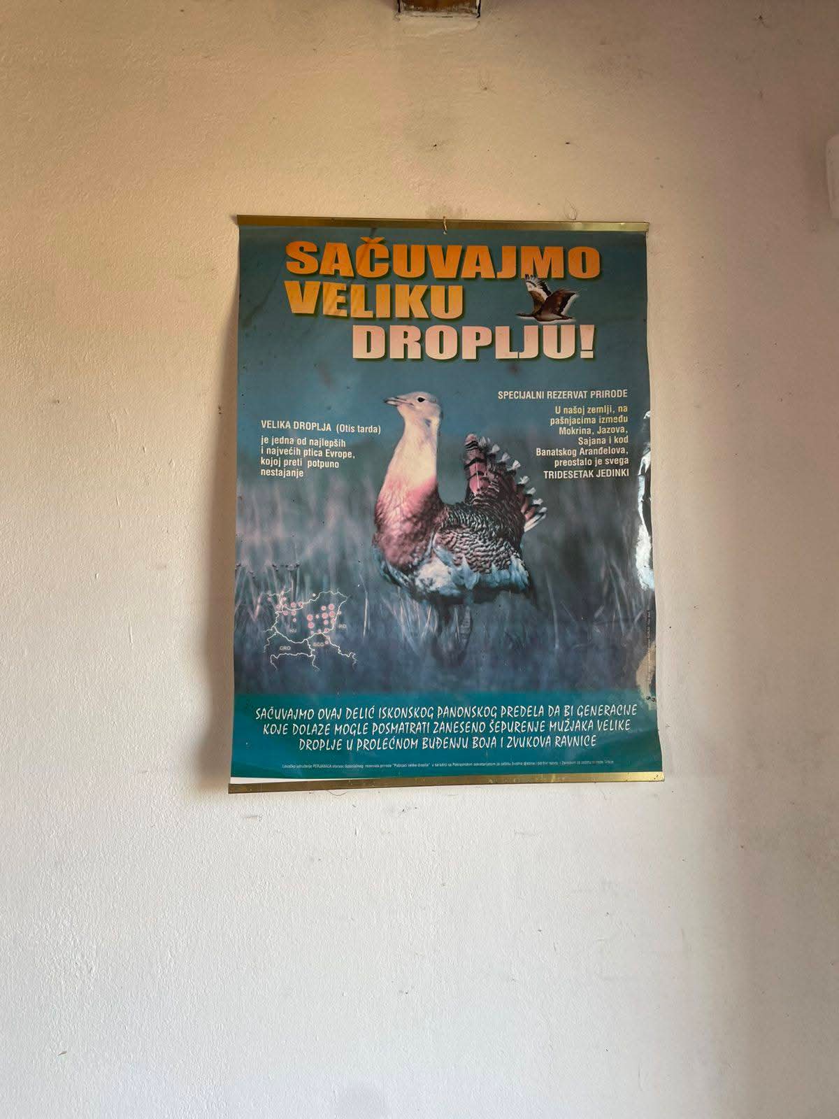 Koren budućnosti